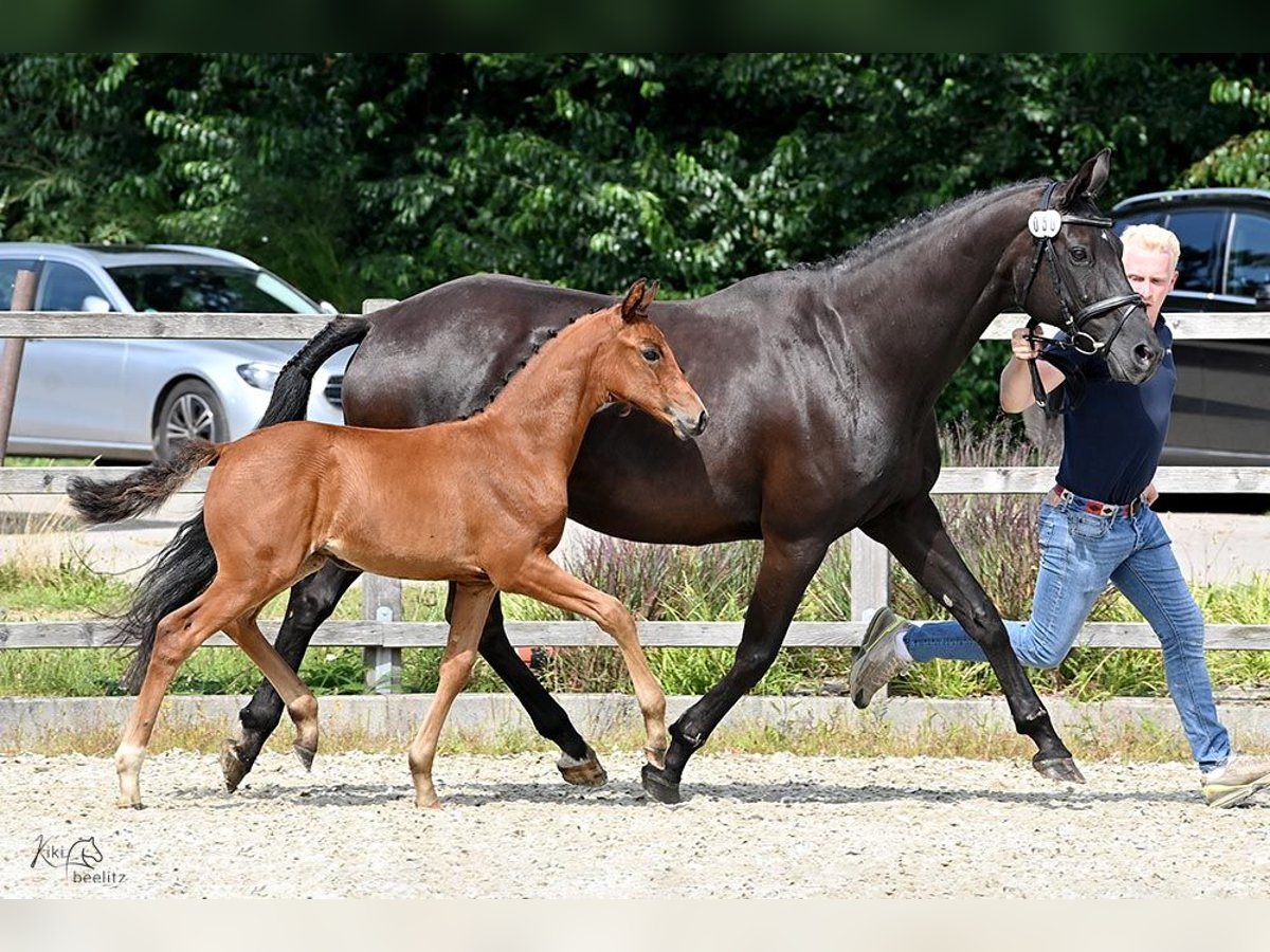 Oldenburg Mare Foal (06/2024) Brown in Wittmund