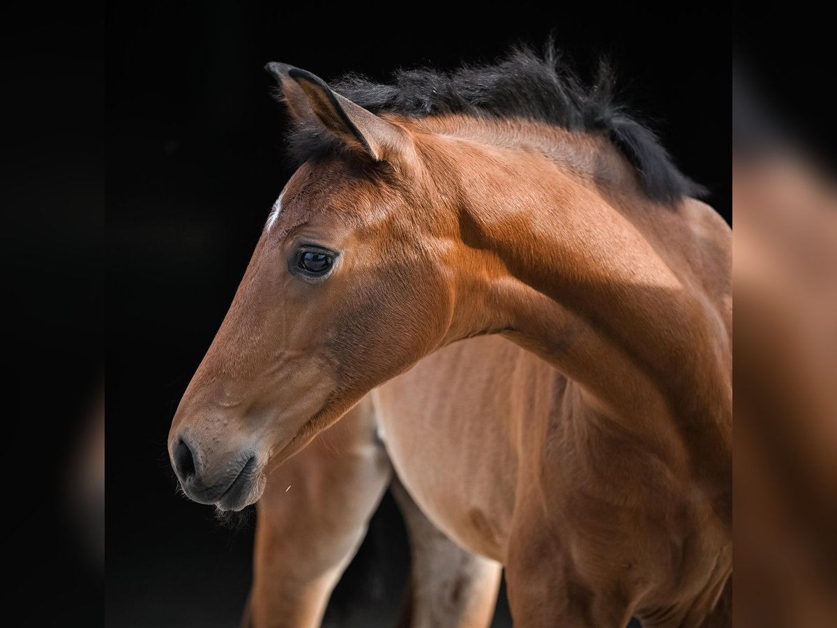 Oldenburg Mare Foal (05/2025) Brown in Affoltern am Albis