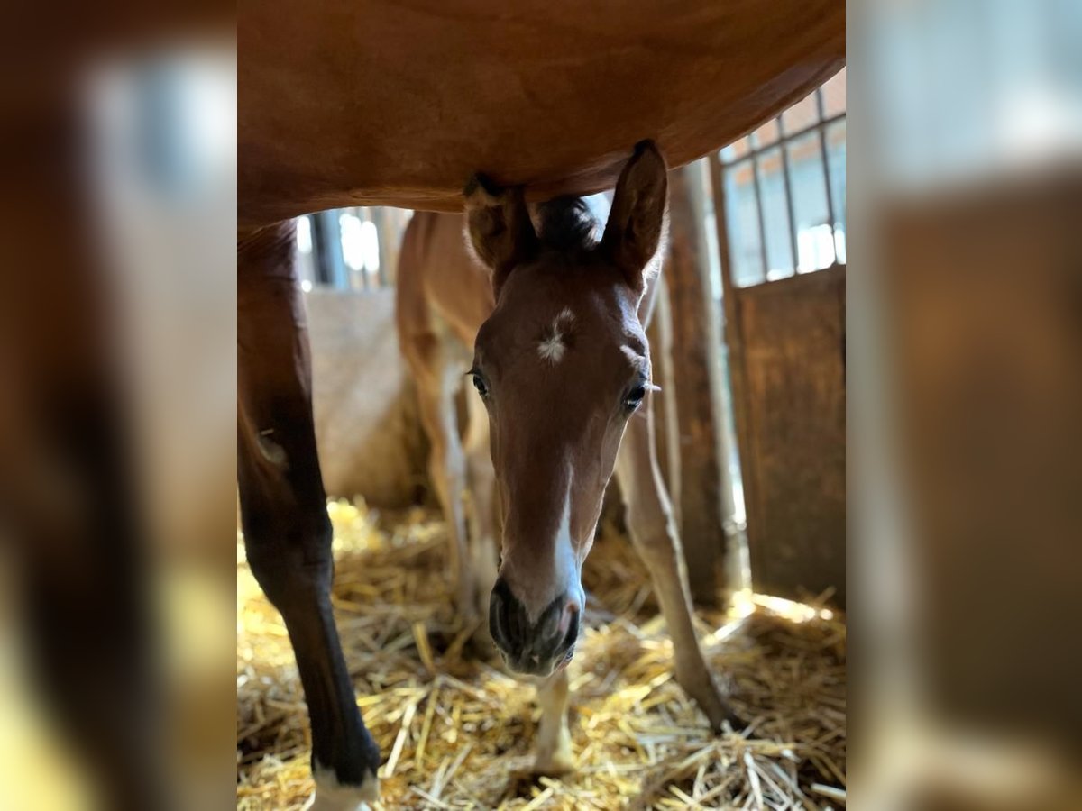 Oldenburg Mare Foal (04/2023) Brown in WÜLFRATH