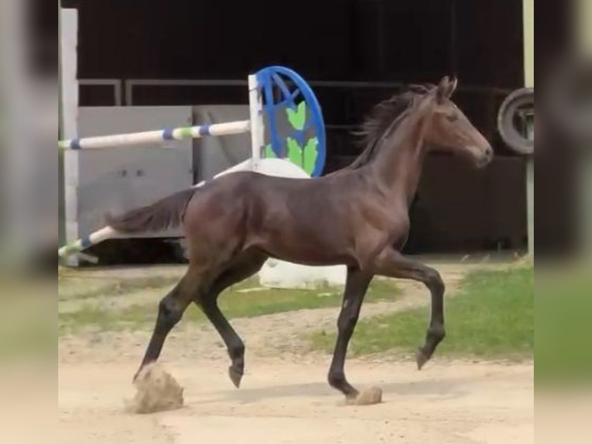 Oldenburg Mare Foal (03/2024) Brown in Halen