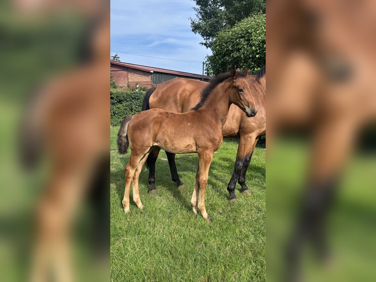 Oldenburg Mare Foal (04/2025) Brown in Menslage