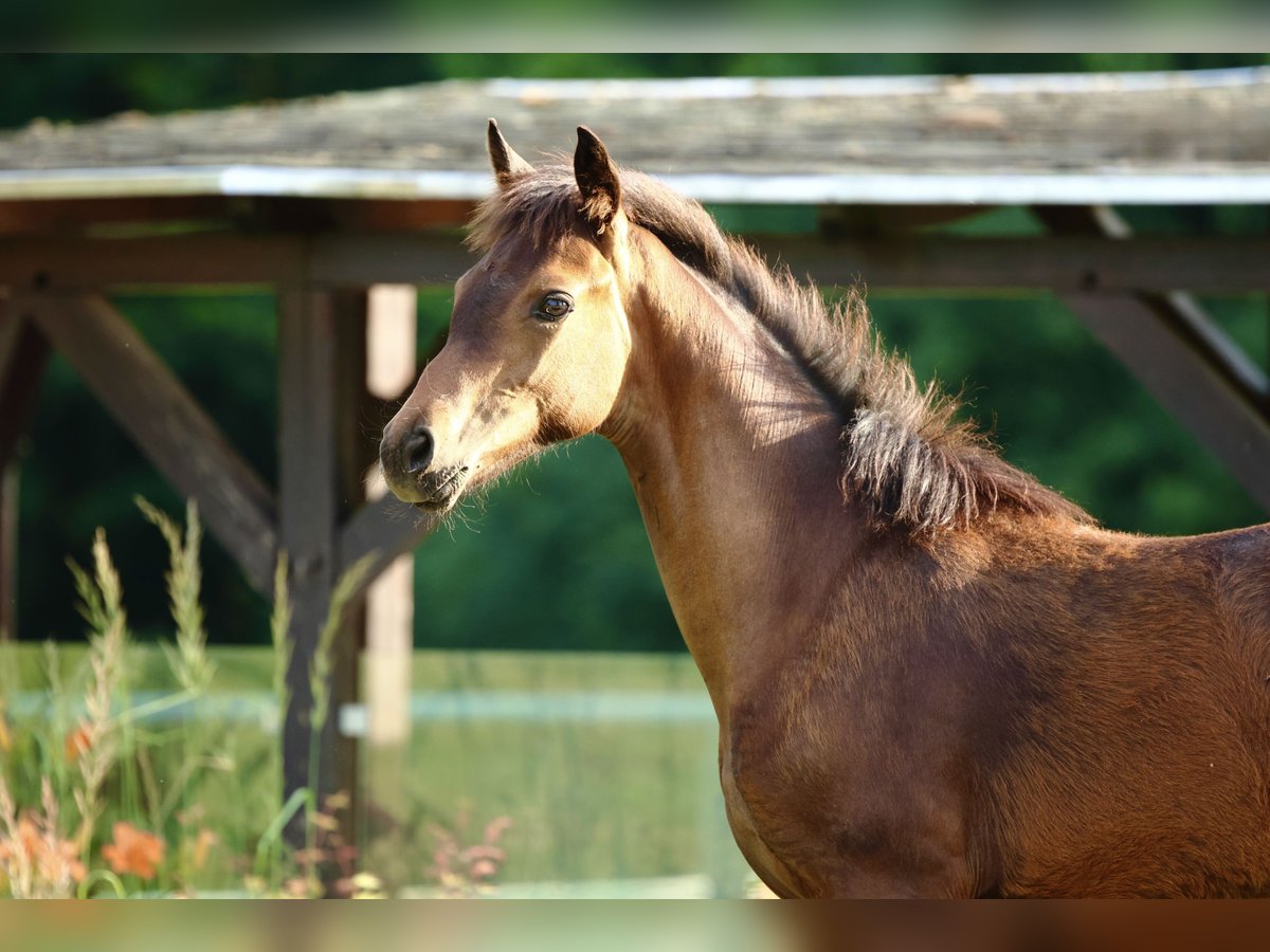 Oldenburg Mare Foal (02/2025) Brown in Olszowa