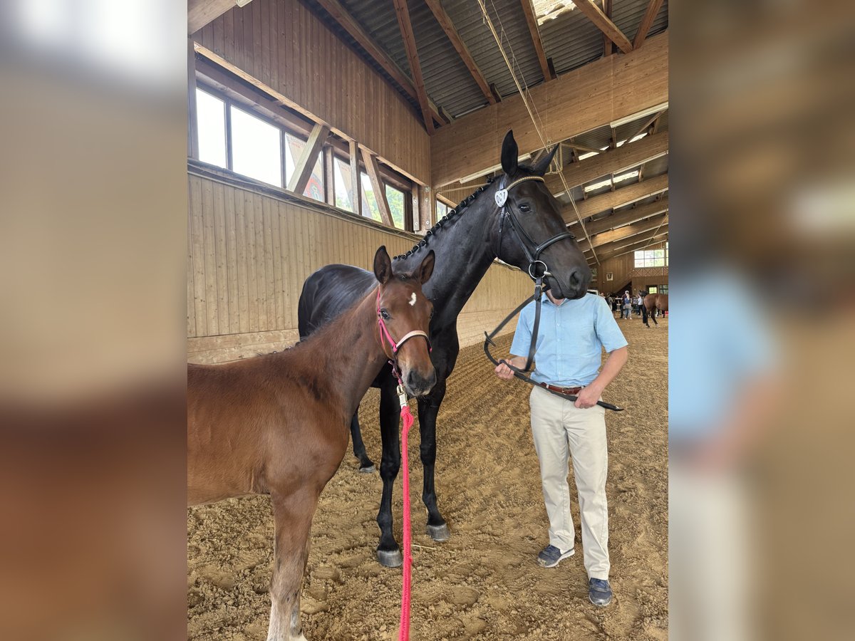 Oldenburg Mare Foal (03/2024) Brown in Mudau