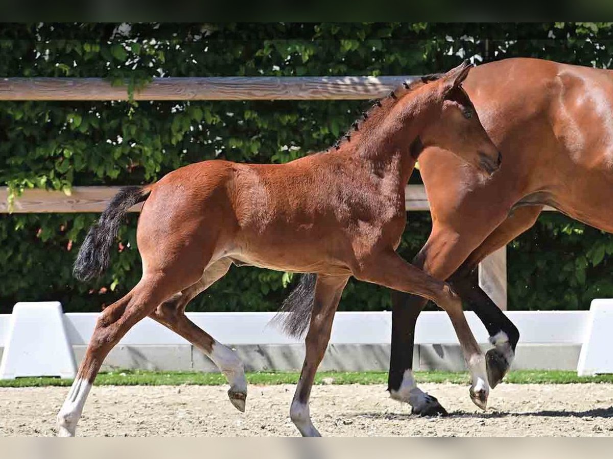 Oldenburg Mare  Brown in Vechta