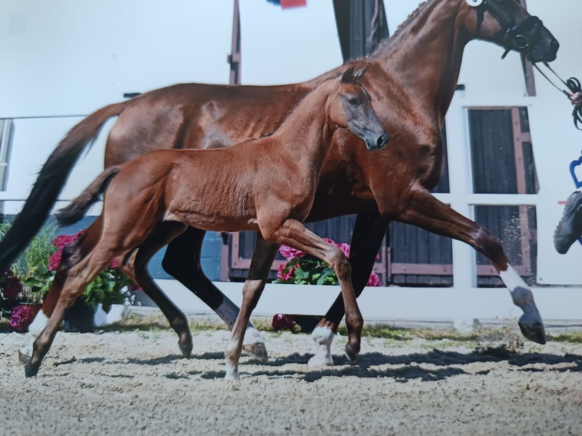 Oldenburg Mare  Can be white in Nidda