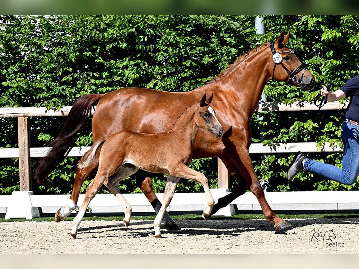Oldenburg Mare  Chestnut in Bad Zwischenahn