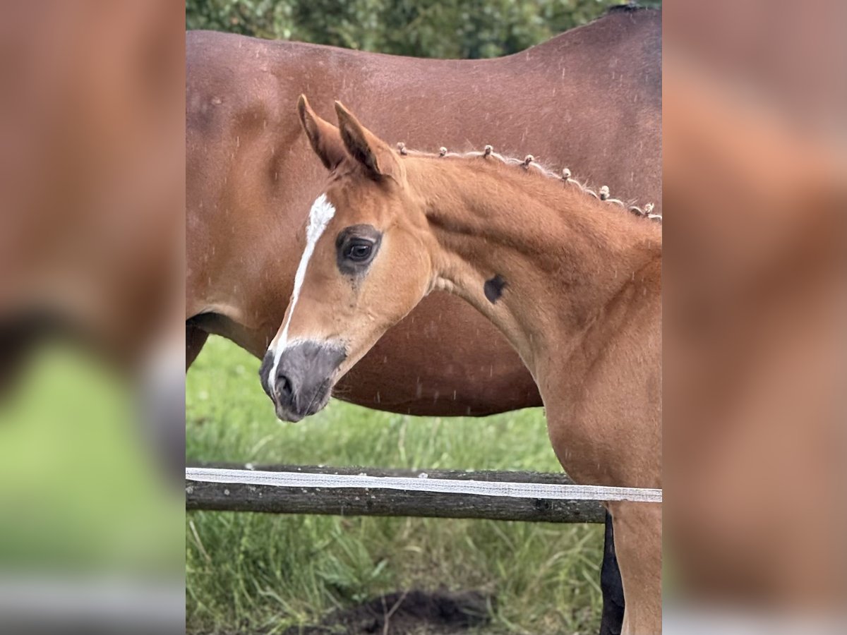 Oldenburg Mare  Chestnut in Blunk