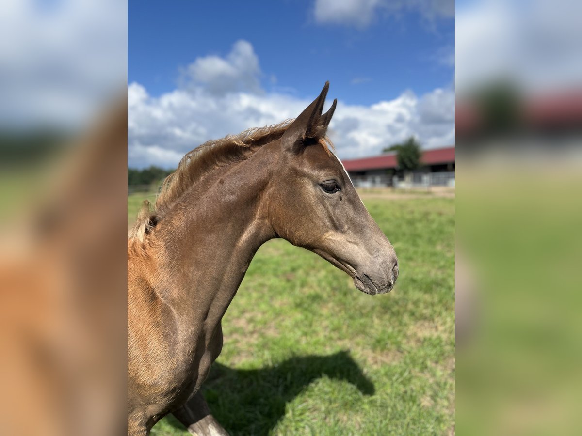 Oldenburg Mare Foal (04/2025) Chestnut in Blunk