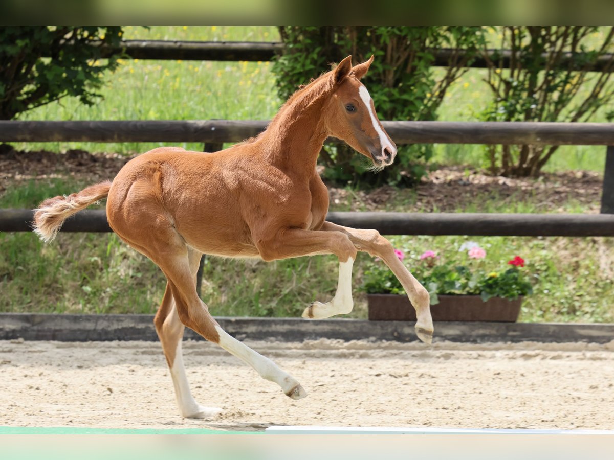 Oldenburg Mare  Chestnut in Hennef