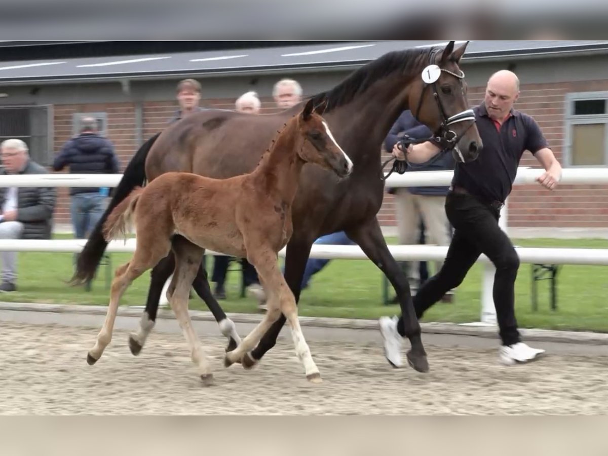 Oldenburg Mare Foal (04/2025) Chestnut in Lohne (Oldenburg)