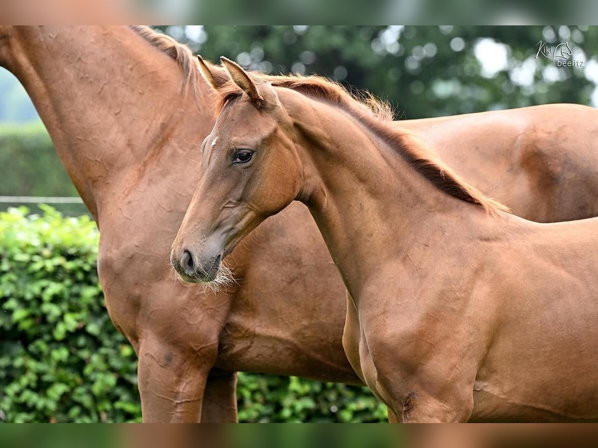 Oldenburg Mare Foal (04/2025) Chestnut in Werlte