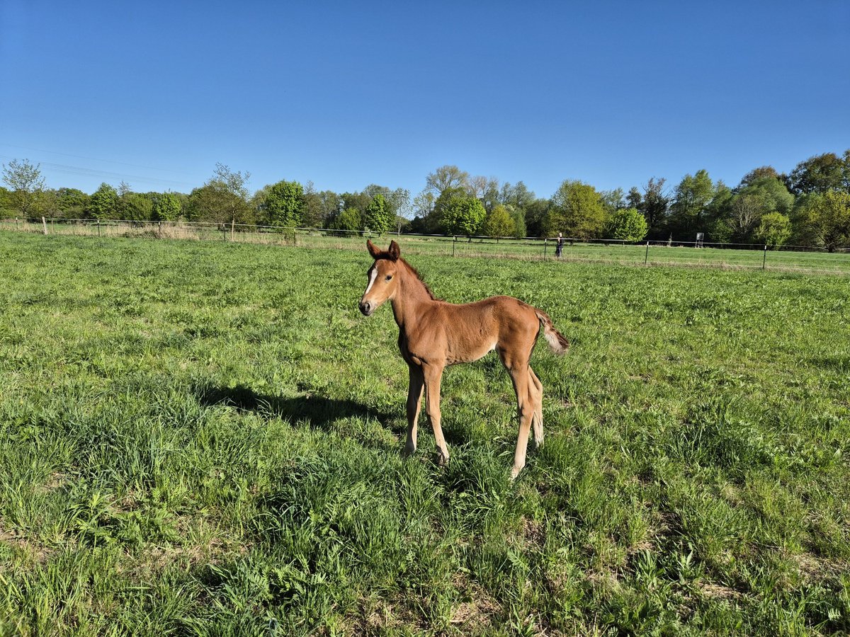 Oldenburg Mare  Chestnut in Drachhausen