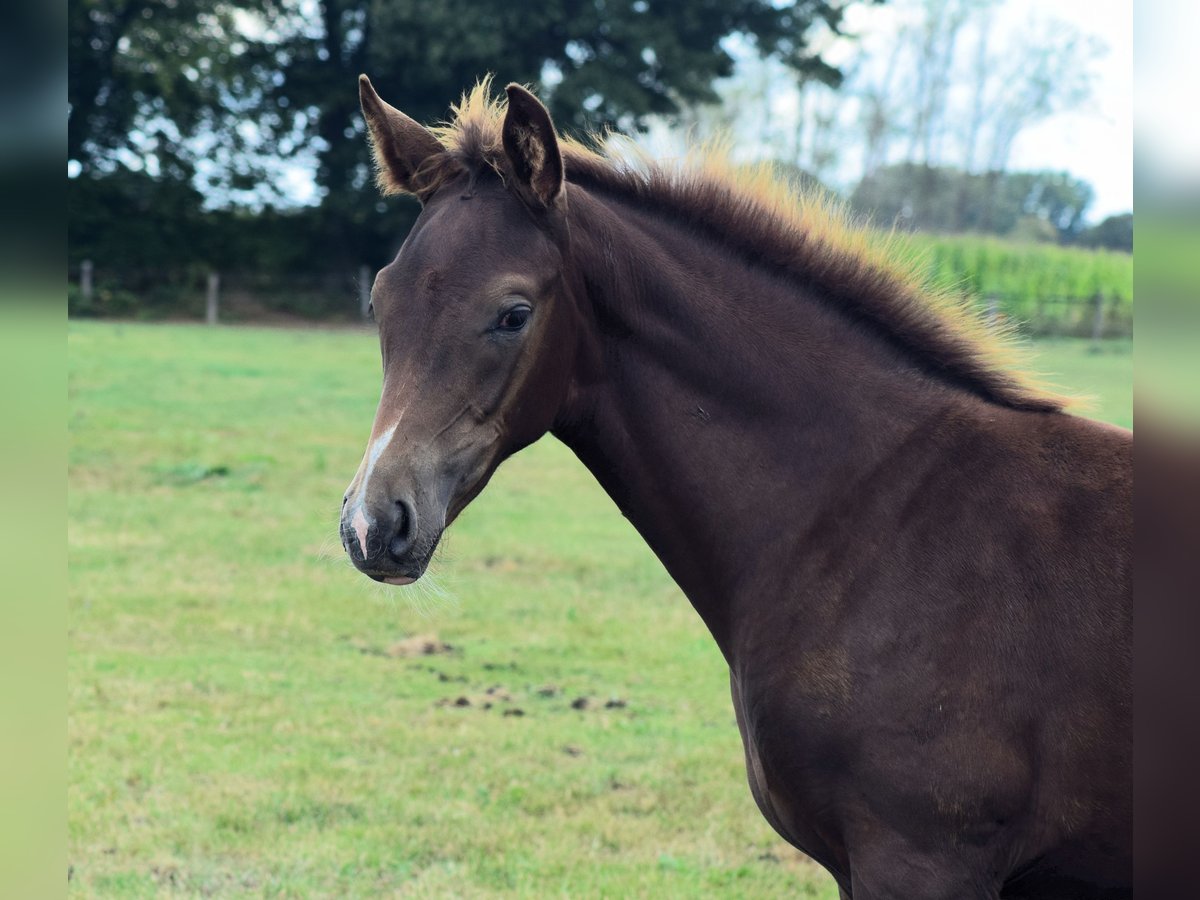 Oldenburg Mare Foal (05/2025) Chestnut in Ganderkesee