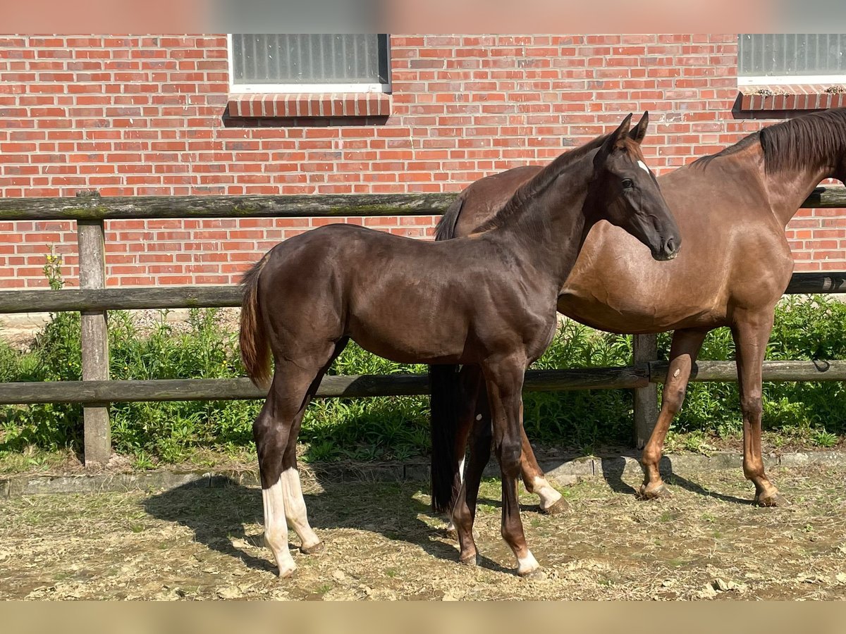 Oldenburg Mare Foal (04/2024) Chestnut in Nottuln