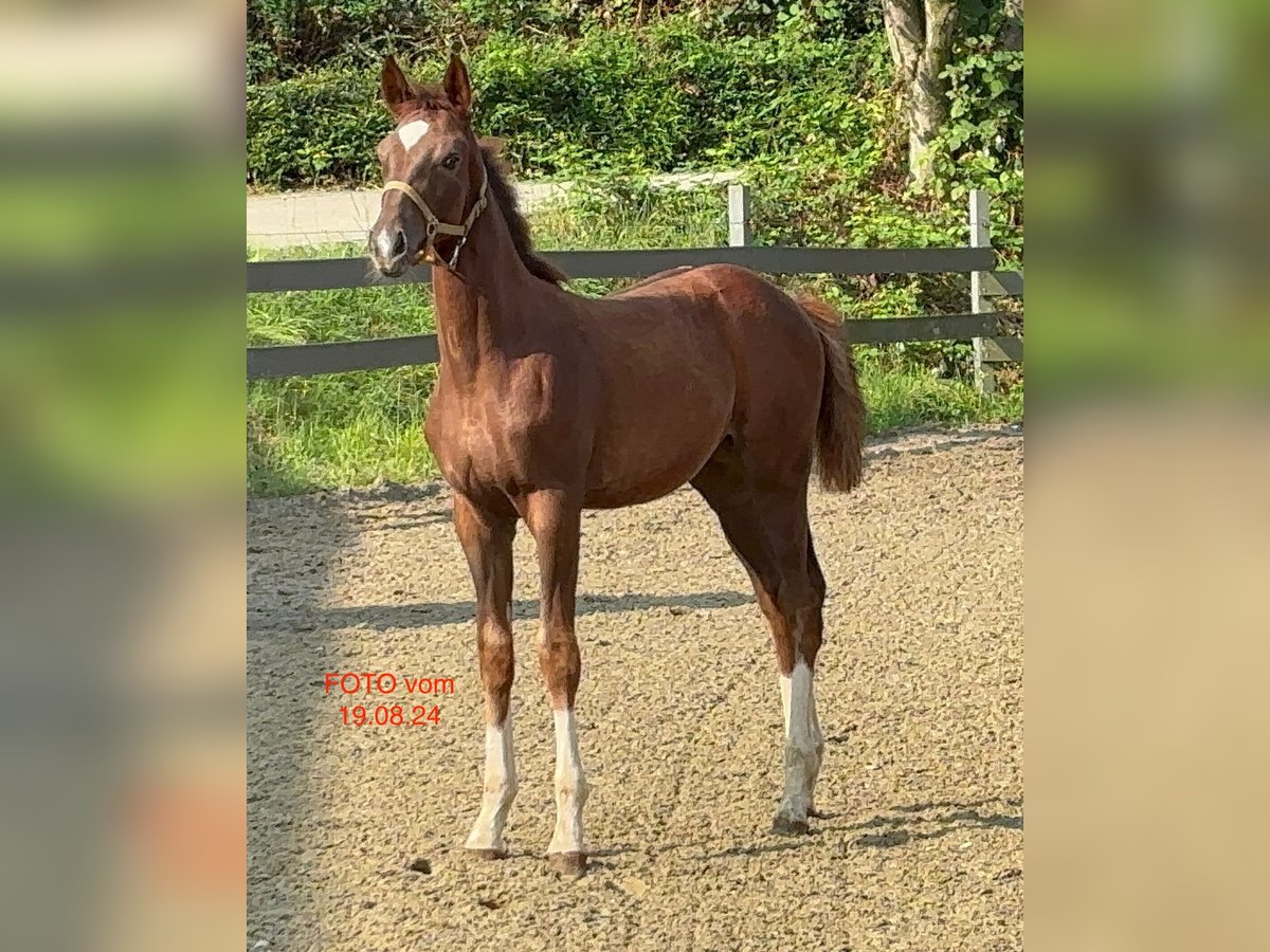 Oldenburg Mare Foal (04/2024) Chestnut in Wülfrath