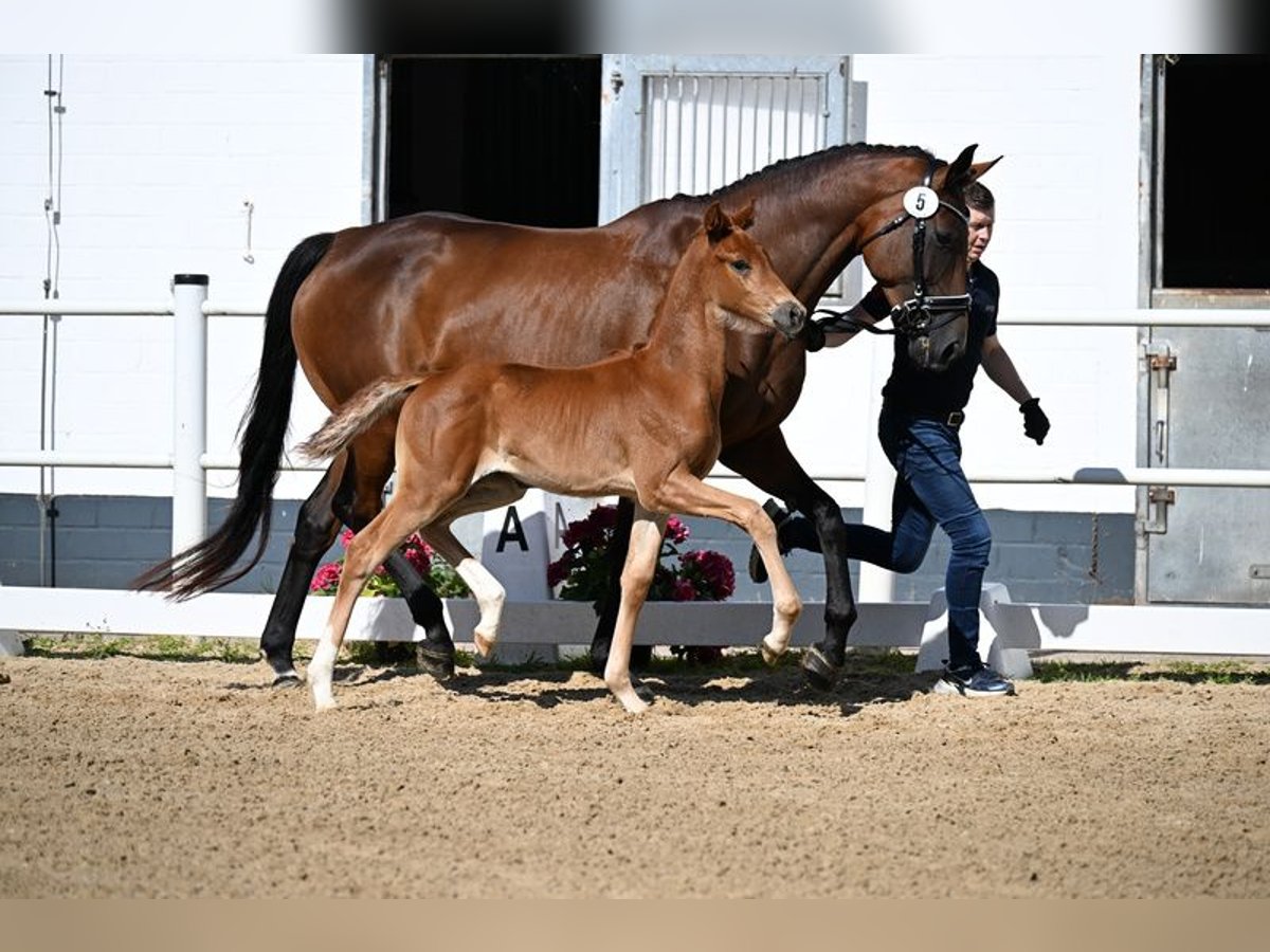Oldenburg Mare  Chestnut-Red in Laubach