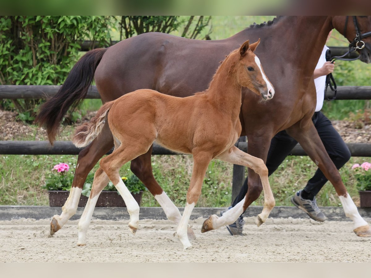 Oldenburg Mare Foal (04/2025) Chestnut-Red in Hennef