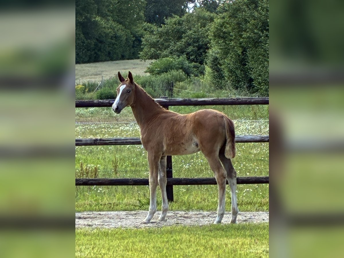 Oldenburg Mare  Chestnut-Red in NehmsBlunk