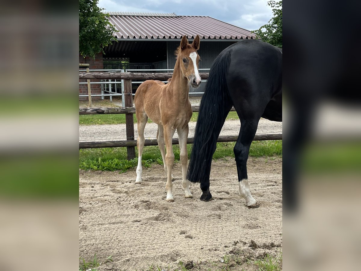 Oldenburg Mare  Chestnut-Red in NehmsBlunk
