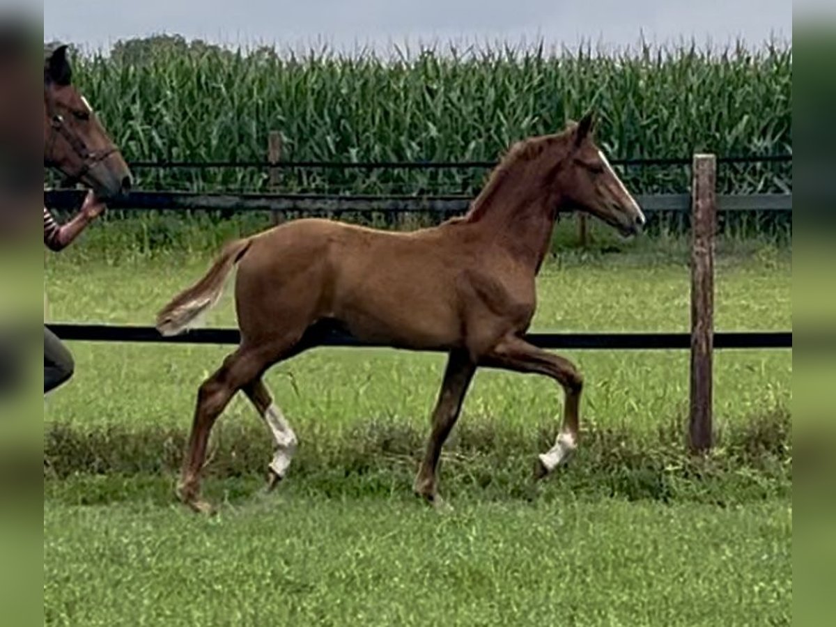 Oldenburg Mare Foal (04/2025) Chestnut-Red in Lastrup