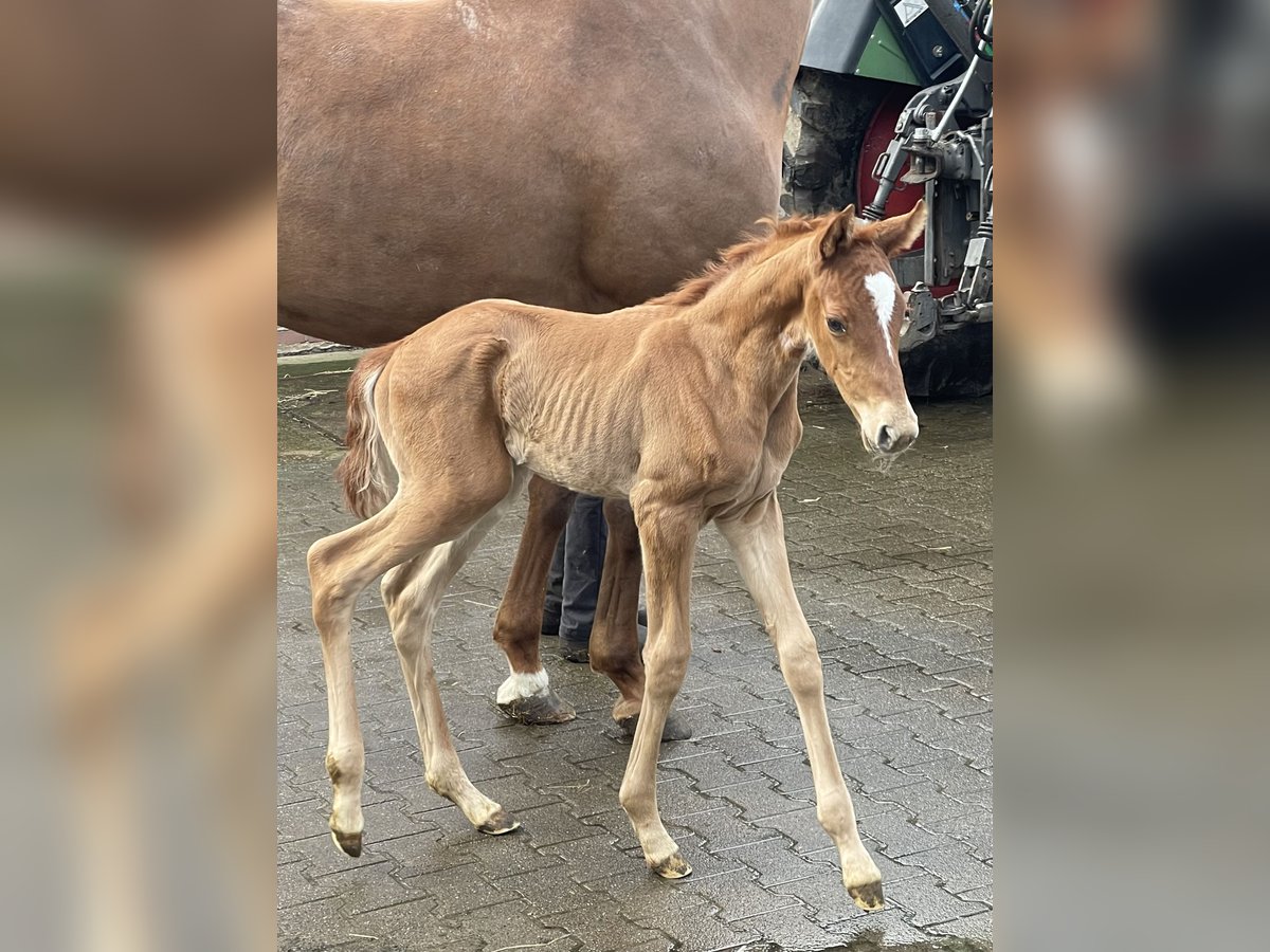 Oldenburg Mare Foal (04/2024) Chestnut-Red in Löningen