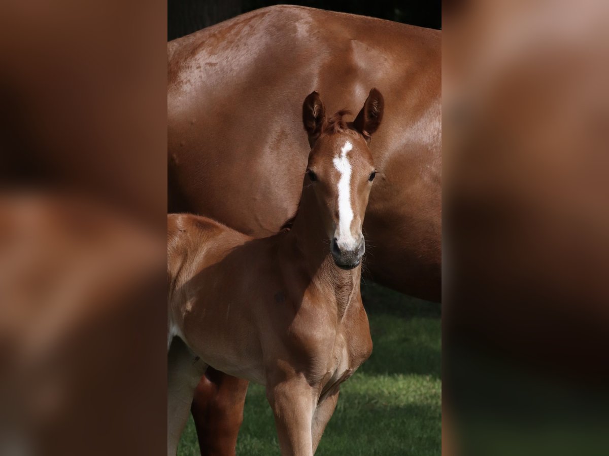 Oldenburg Mare  Chestnut-Red in L&#xF6;ningen