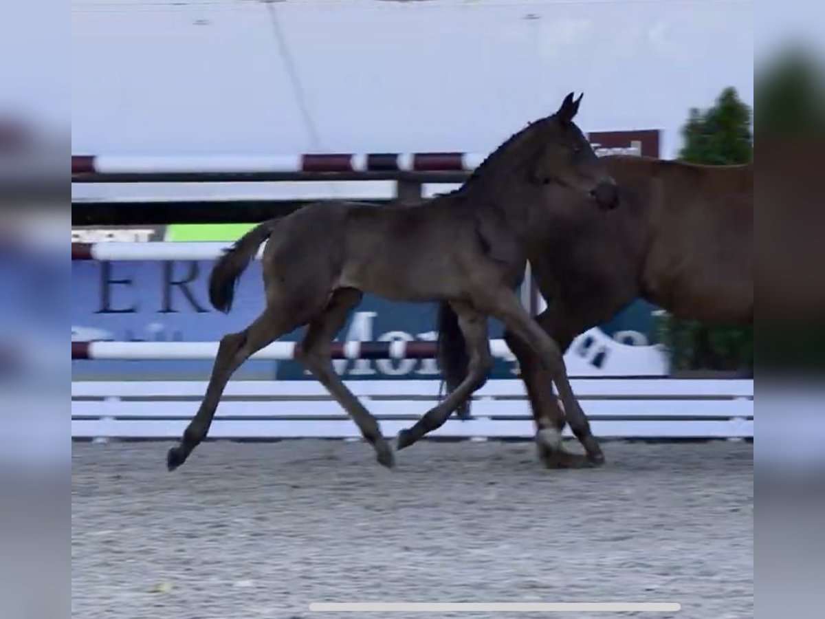 Oldenburg Mare Foal (05/2025) in Steinfeld (Oldenburg)