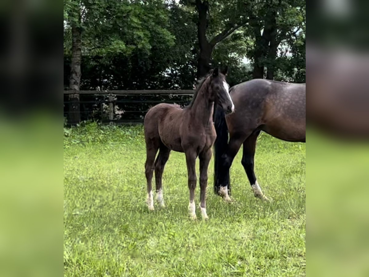 Oldenburg Mare Foal (02/2024) in Werlte