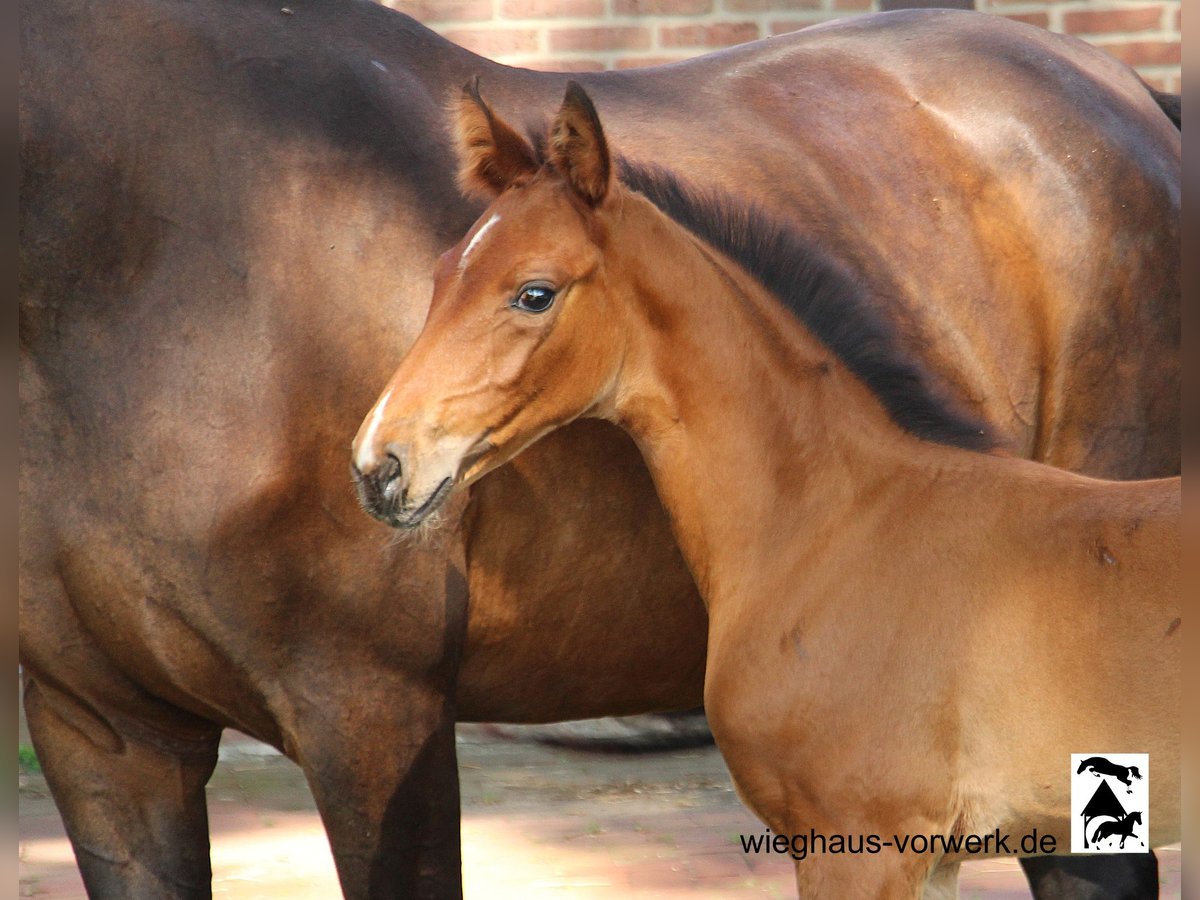 Oldenburg Mare Foal (01/2024) in Neuenkirchen-Vörden