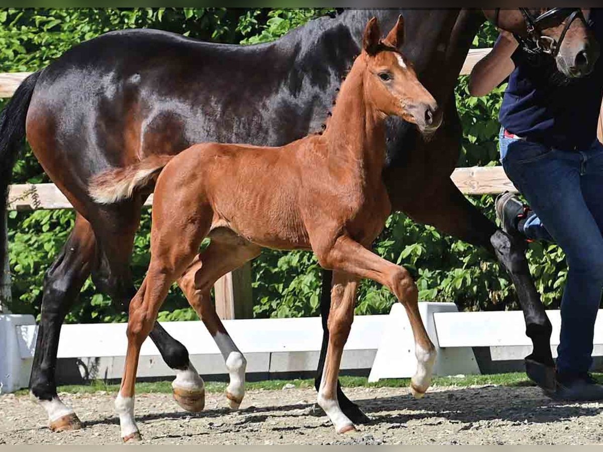 Oldenburg Mare  in S&#xF6;gel