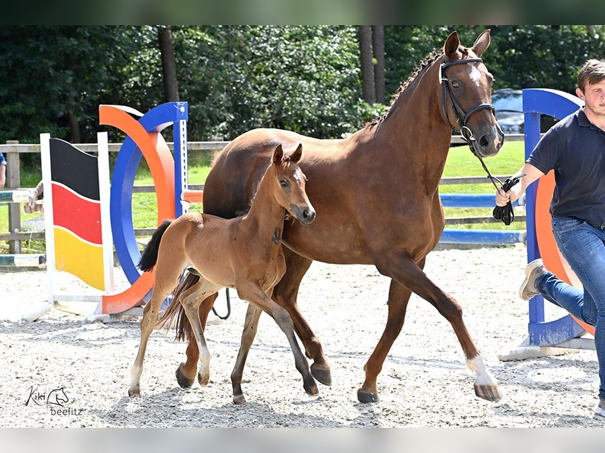 Oldenburg Mare Foal (06/2024) in Südbrookmerland