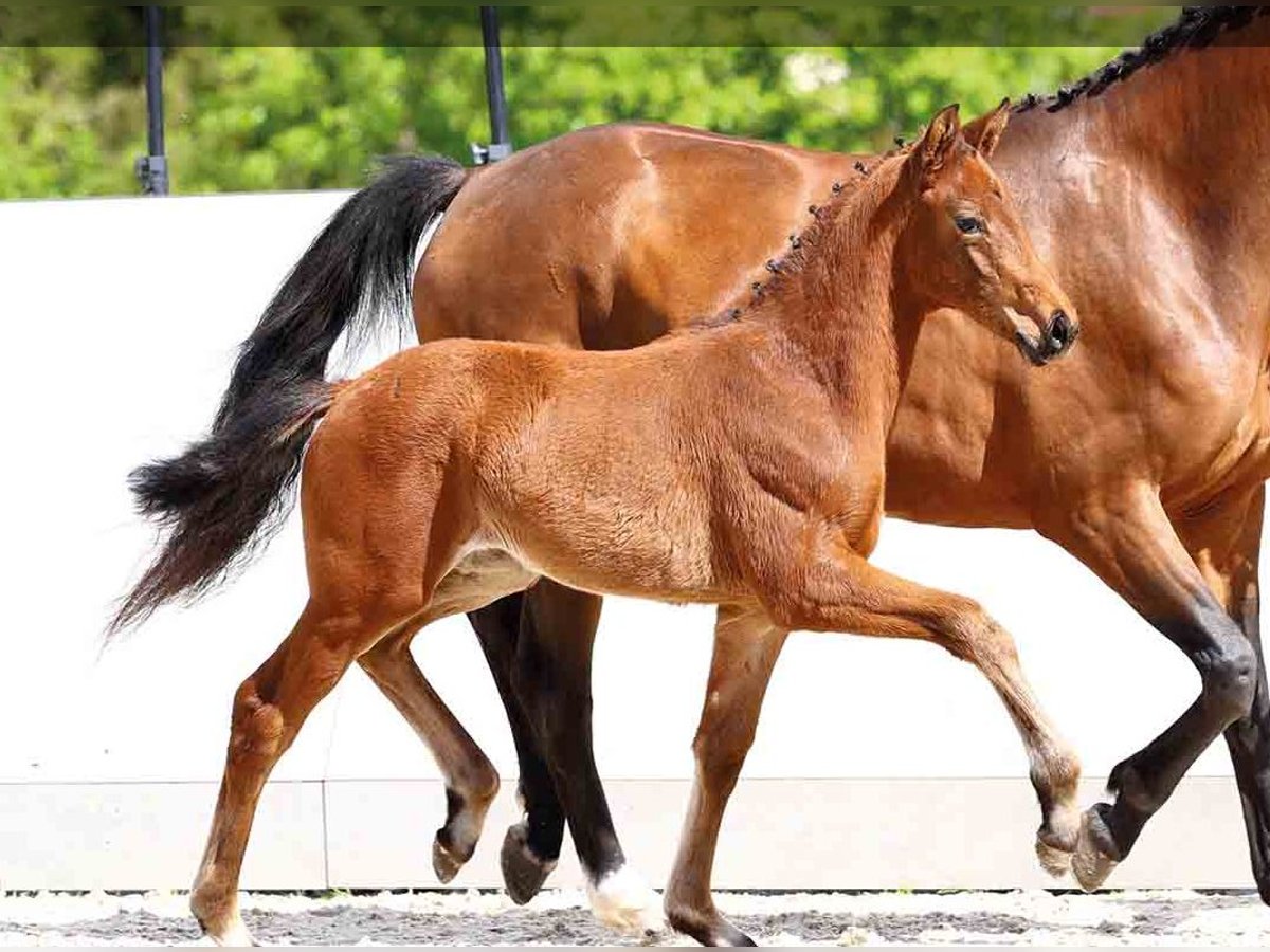 Oldenburg Mare in Vechta Oldenburg Mare in Vechta