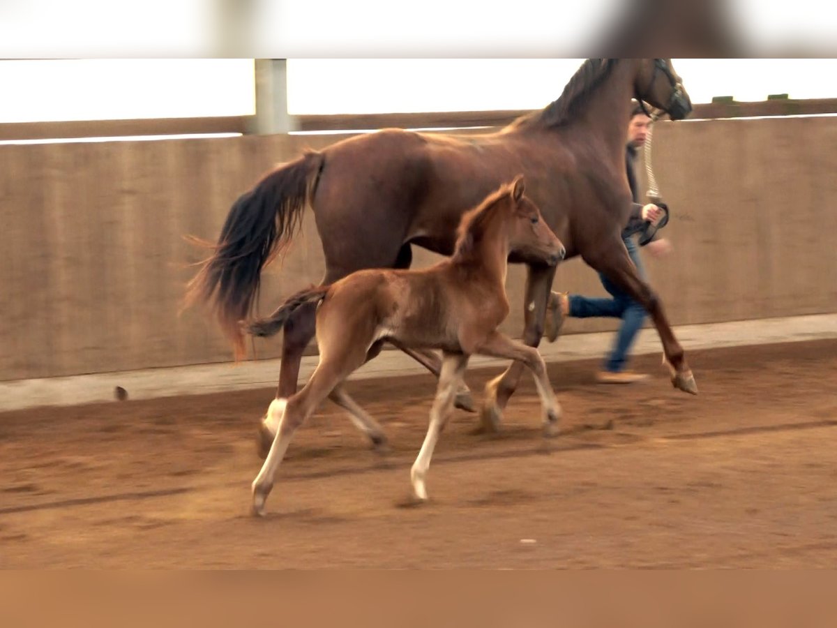 Oldenburg Mare  Gray in Neuenkirchen-V&#xF6;rden