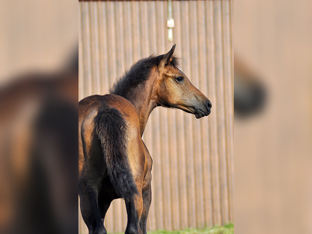 Oldenburg Mare Foal (01/2024) in Grabówka