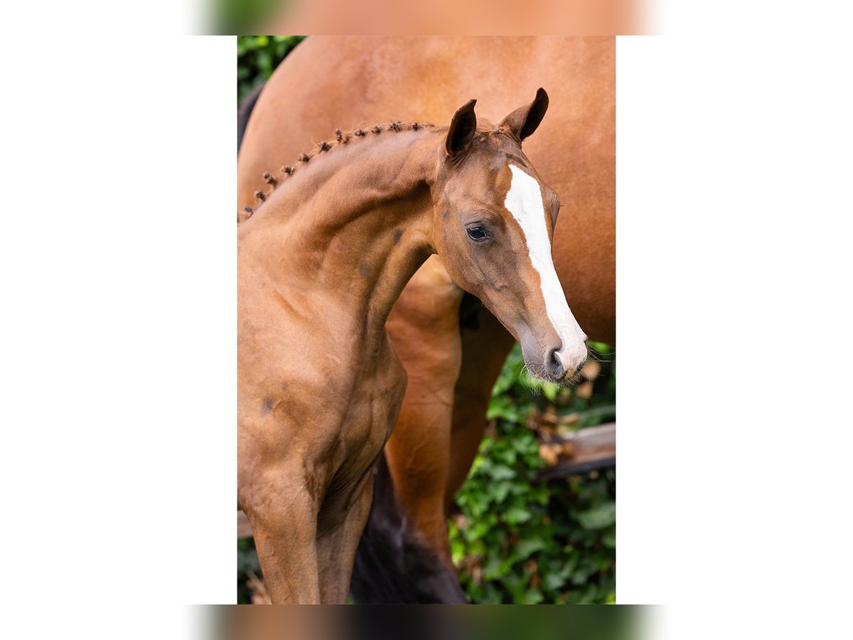 Oldenburg Mare Foal (06/2025) in Heerde