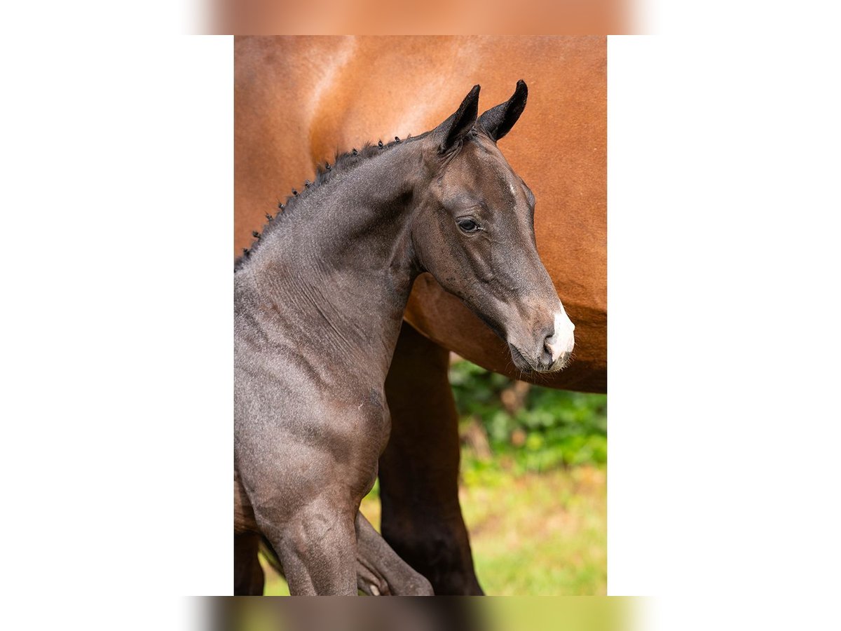 Oldenburg Mare Foal (07/2025) in Heerde