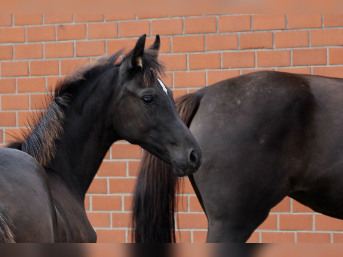 Oldenburg Mare Foal (05/2025) Smoky-Black in Emstek