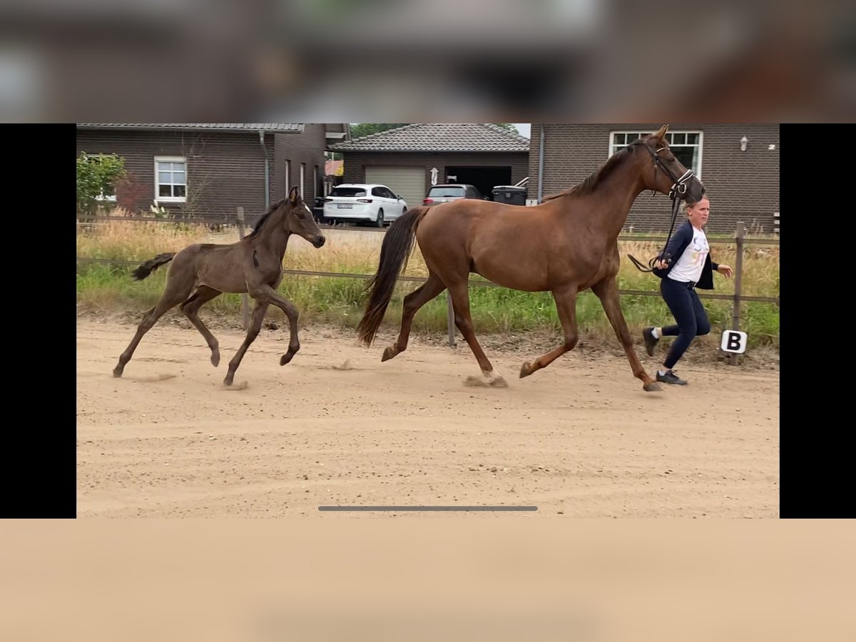 Oldenburg Mare  Smoky-Black in Steinfeld (Oldenburg)
