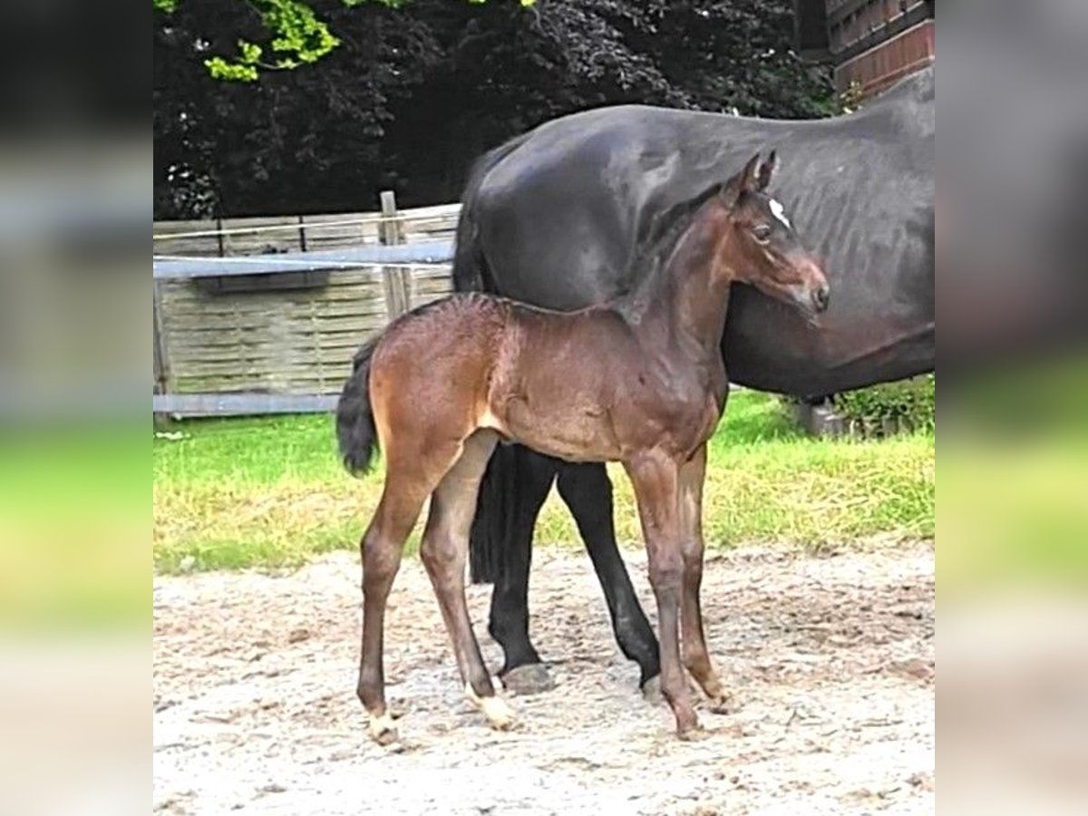 Oldenburg Mare  Smoky-Black in Butjadingen