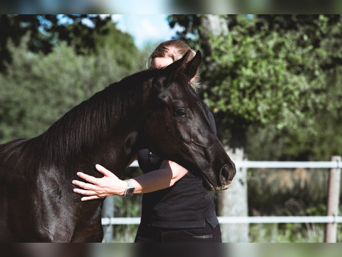 Oldenburg Mare Foal (02/2025) Smoky-Black in FilsumFilsum