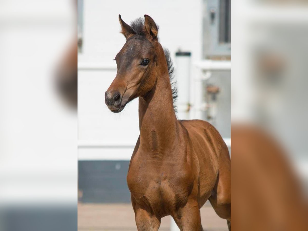 Oldenburg Mare Foal (04/2024) Smoky-Black in Homberg (Ohm)