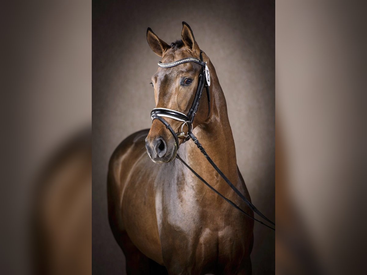 Oldenburg Stallion 10 years 16,2 hh Bay-Dark in Bad Zwischenahn