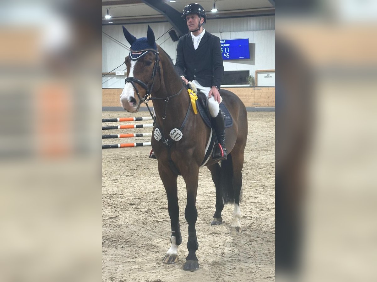 Oldenburg Stallion 10 years 16,3 hh Brown in Kaufungen Oldenburg Stallion 10 years 16,3 hh Brown in Kaufungen