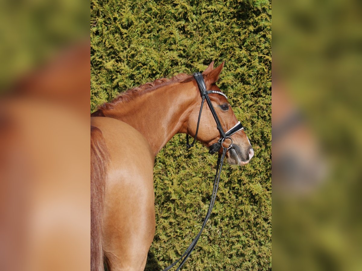 Oldenburg Stallion 11 years 16,1 hh Chestnut-Red in B&#xF6;nen