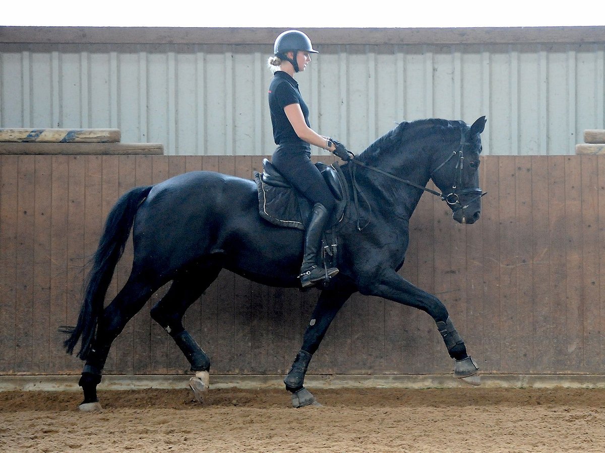 Oldenburg Stallion 12 years 16,2 hh in Isernhagen