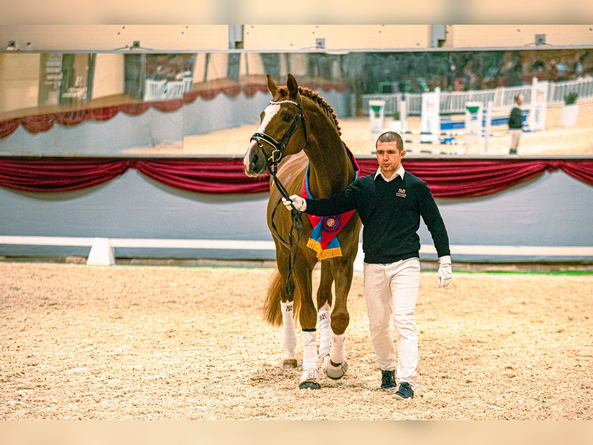 Oldenburg Stallion 14 years 17 hh Chestnut-Red in Radzionk&#xF3;w