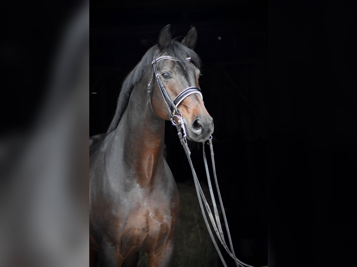 Oldenburg Stallion 15 years 16,2 hh Bay-Dark in Herbstein