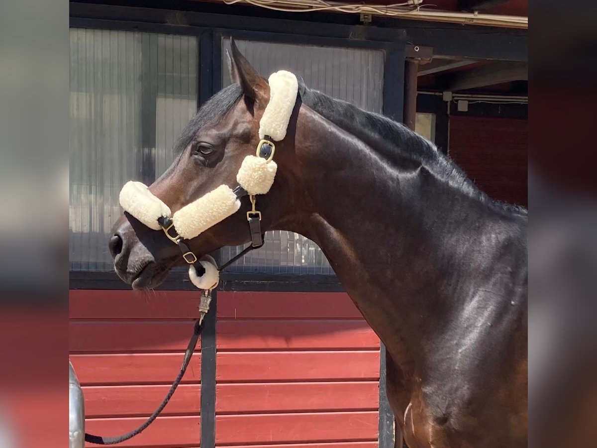 Oldenburg Stallion 16 years 16,1 hh Smoky-Black in Frankfurt am Main