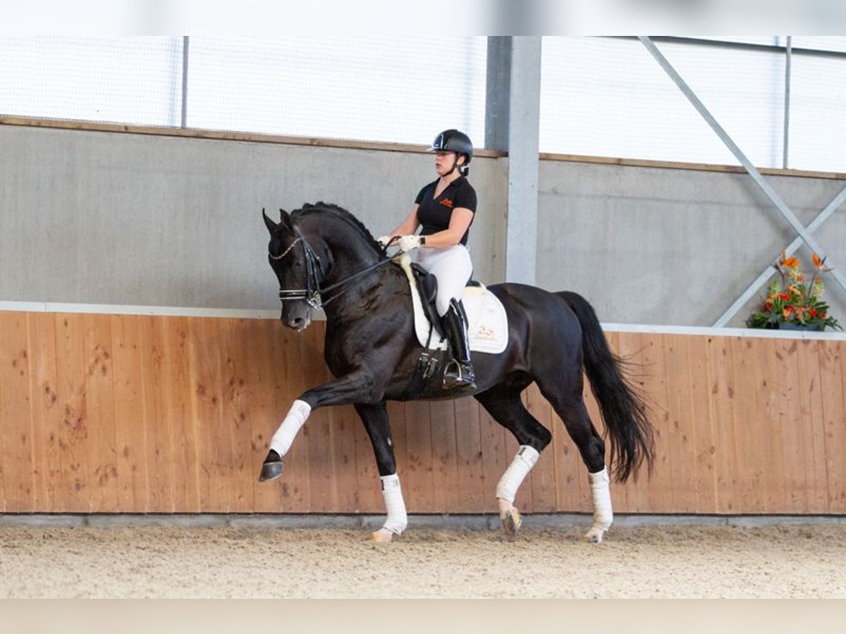Oldenburg Stallion 18 years 16,1 hh Black in Pilisj&#xE1;szfalu
