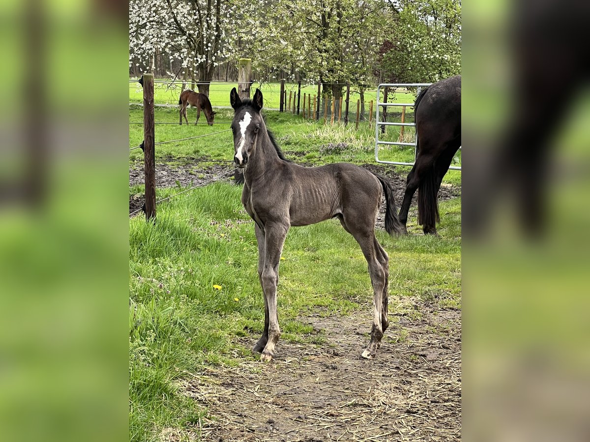 Oldenburg Stallion 1 year 16,1 hh Black in Löningen